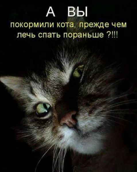 АЗЫ покормили котітрехще чем лечь спать пораньше