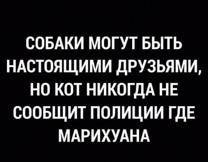СОБАКИ МОГУТ БЫТЬ НАСТОЯЩИМИ ДРУЗЬЯМИ НО КОТ НИКОГДА НЕ СООБЩИТ ПОЛИЦИИ ГДЕ МАРИХУАНА