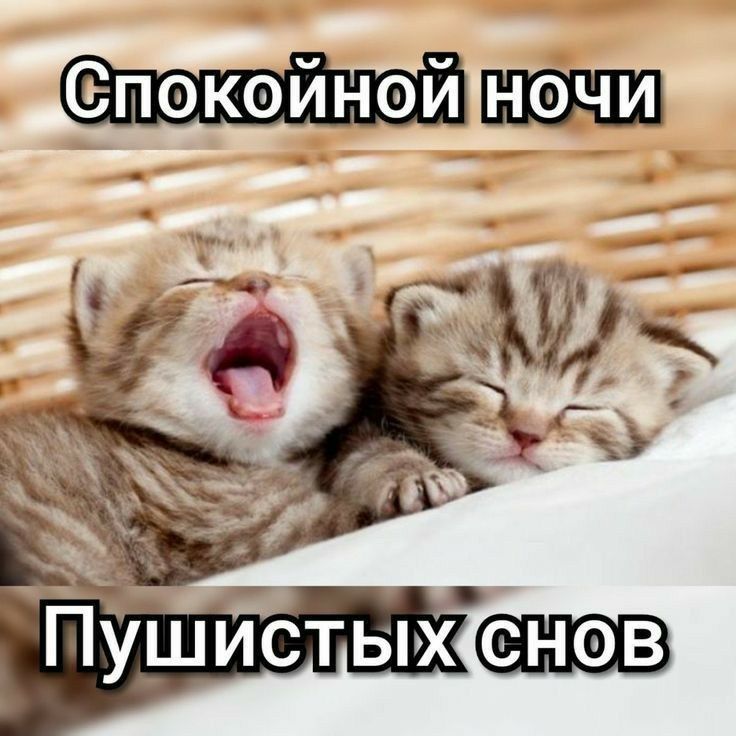 покойной ночи и