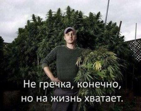 Х Не гречка конечно но на жизнь хватает