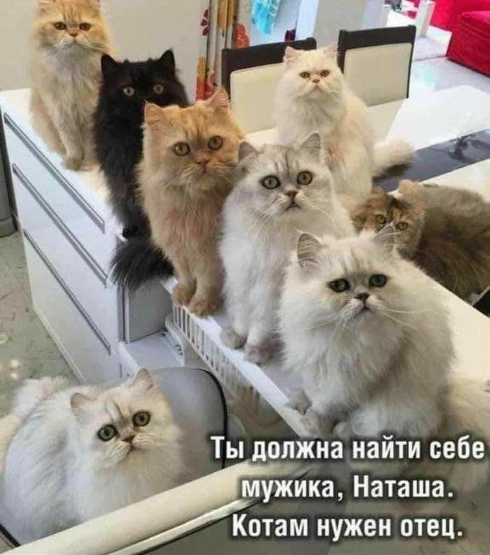 Котам нужен отецд із Мій