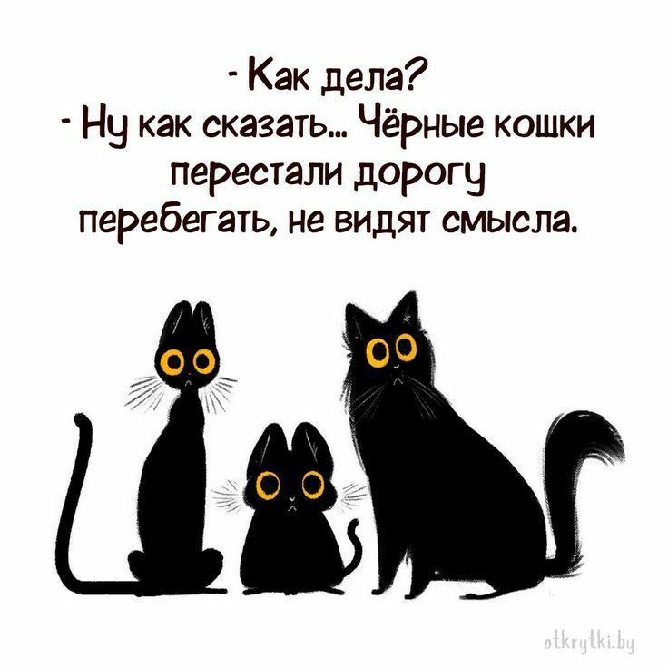 Как дела Ну как сказать Чёрные кошки перестали дорогу перебегать не видят смысла
