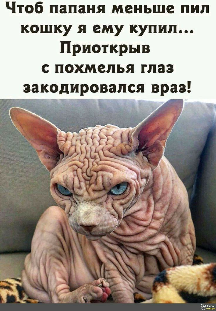 Чтоб папаня меньше пил кошку я ему купил Приоткрыв с похмелья глаз овался враз