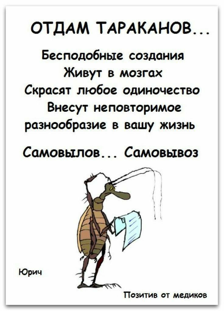 ОТДАМ ТАРАКАНОВ Бесподобные создания Живут в мозгах Скрасят любое одиночество Внесут неповторимое разнообразие в вашу жизнь Самовьшов Самовывоз Пазитив пт медиков