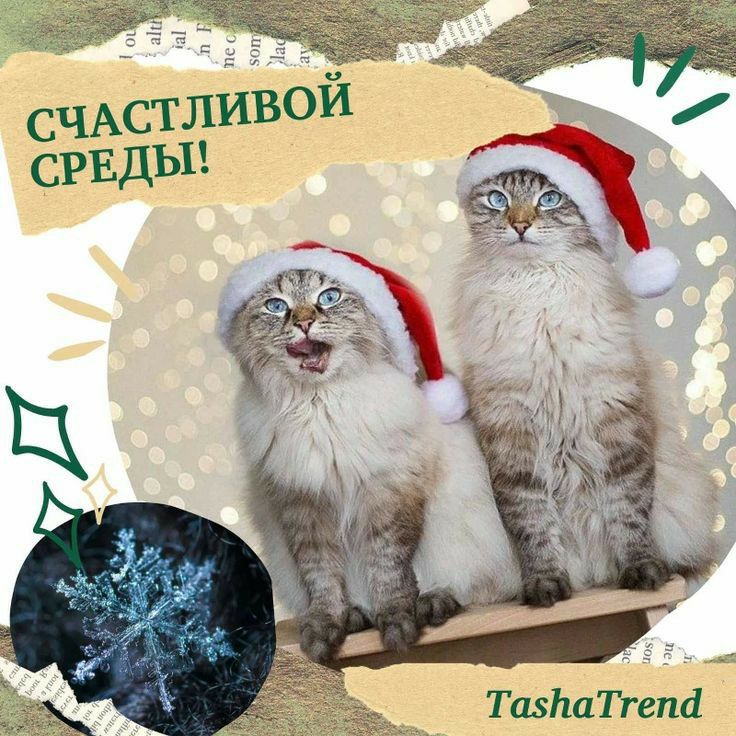 ТщпаТгеті