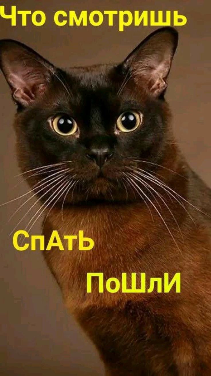 Что смотришь Й й СпАтЬ