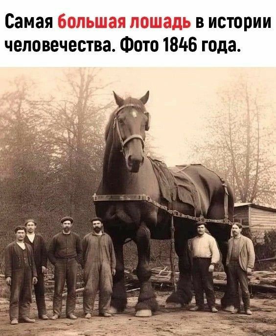 Самая большая лошадь в истории человечества Фото 1845 года