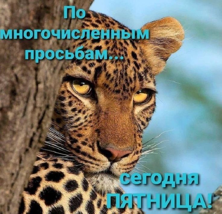 МНогОЧИСЛеНиь просьбаме