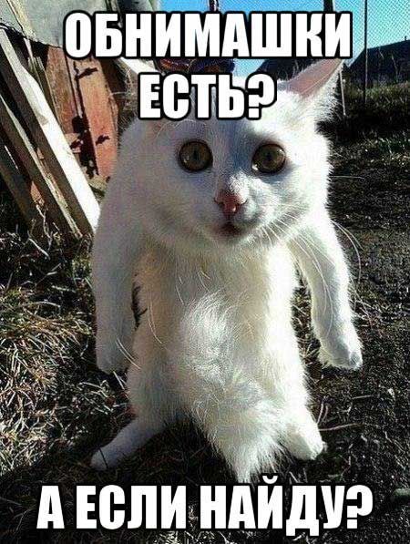 ОБНИМАШКИ ЕСТЬ? А ЕСЛИ НАЙДУ?