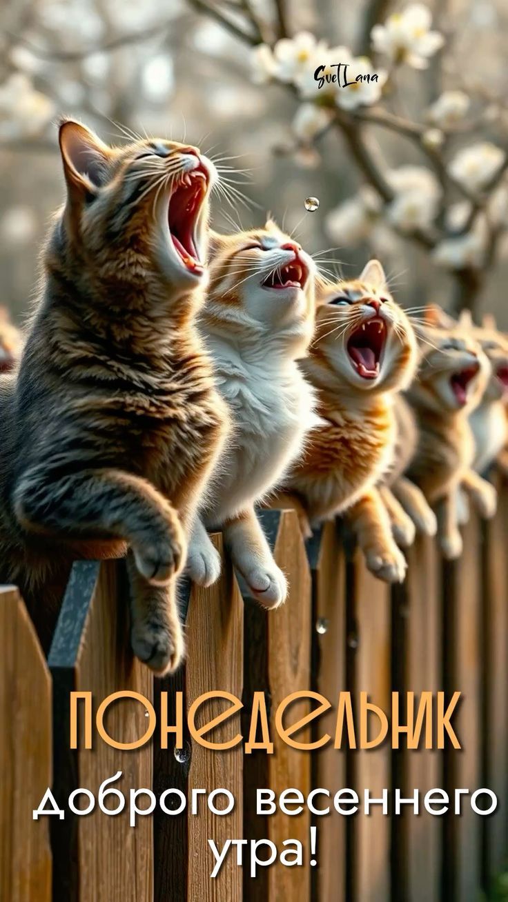 понедельник доброго весеннего утра!
