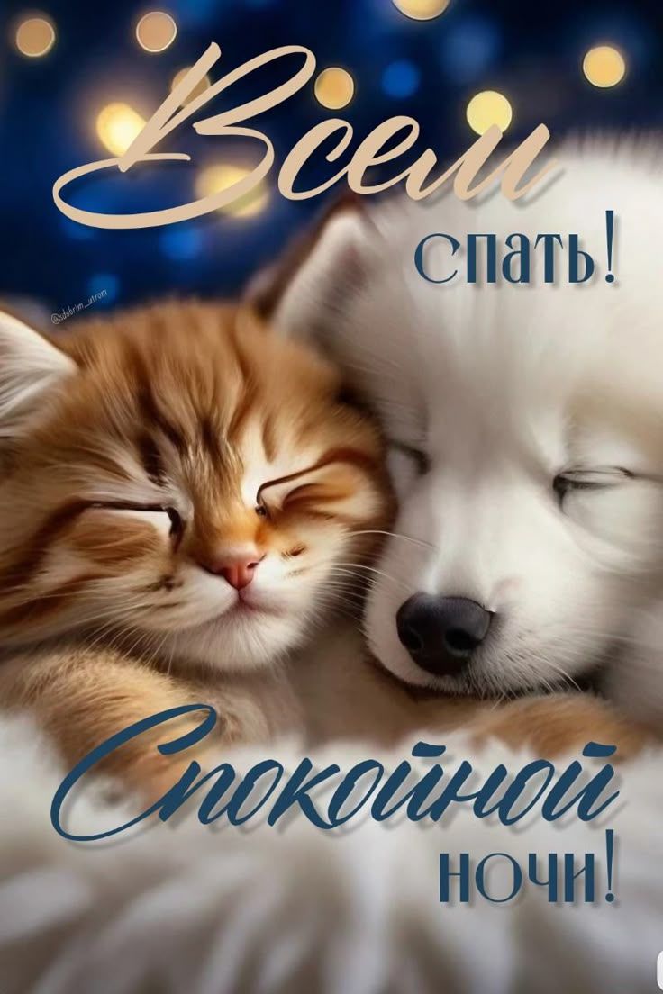 Всем спать! Спокойной ночи!