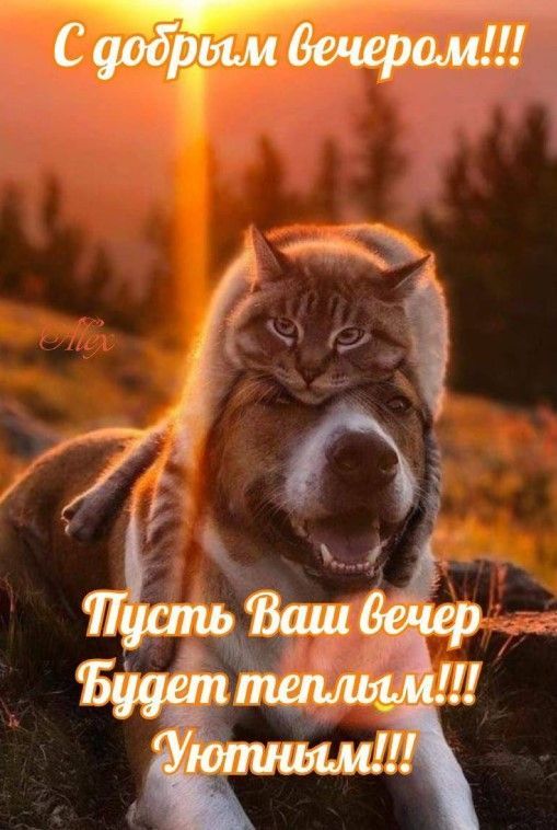 С добрым вечером!!! Пусть Ваш вечер Будет теплым!!! Уютным!!!
