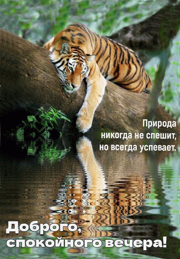 Добро го, спокойного вечера! Природа никогда не спешит, но всегда успевает.