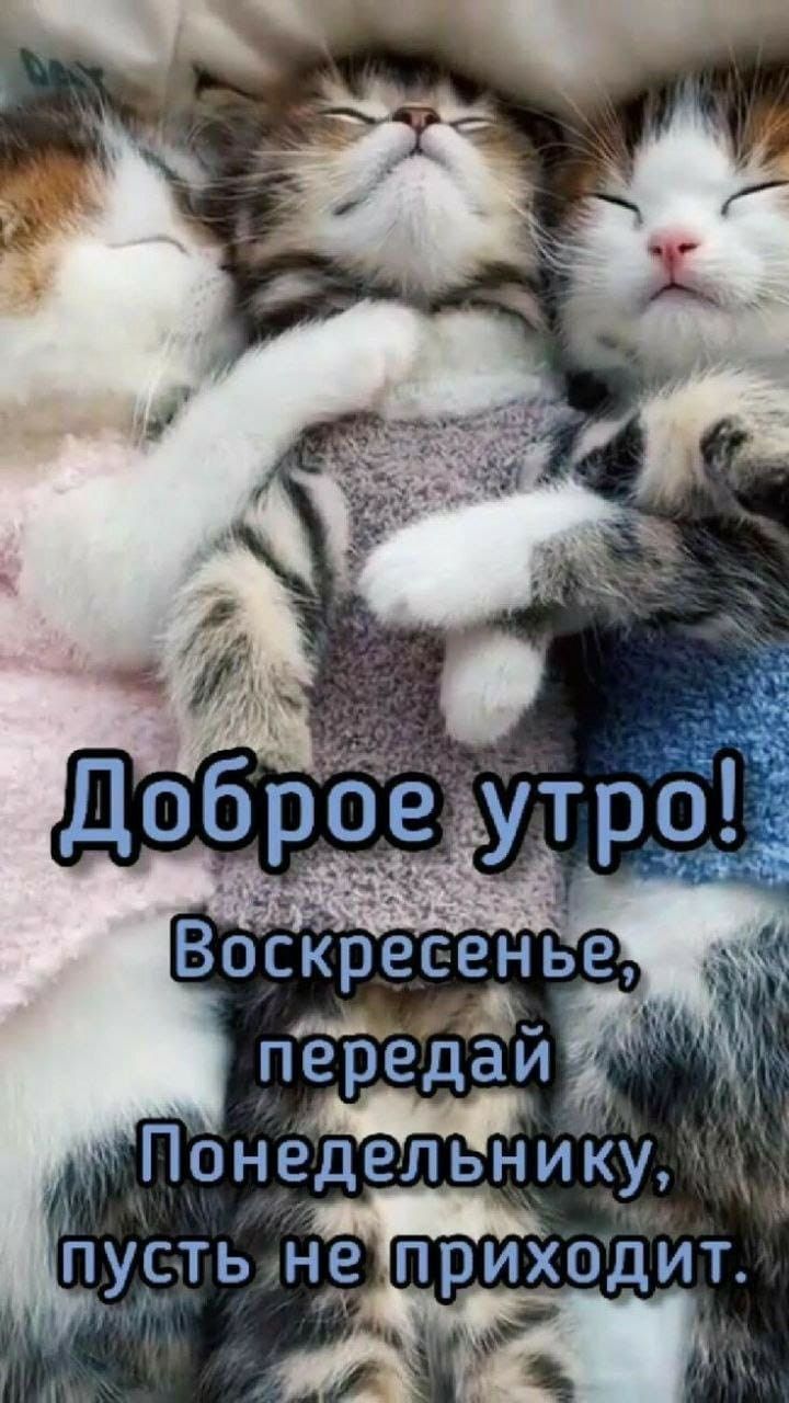 Доброе утро! Воскресенье, передай Понедельнику, пусть не приходит.