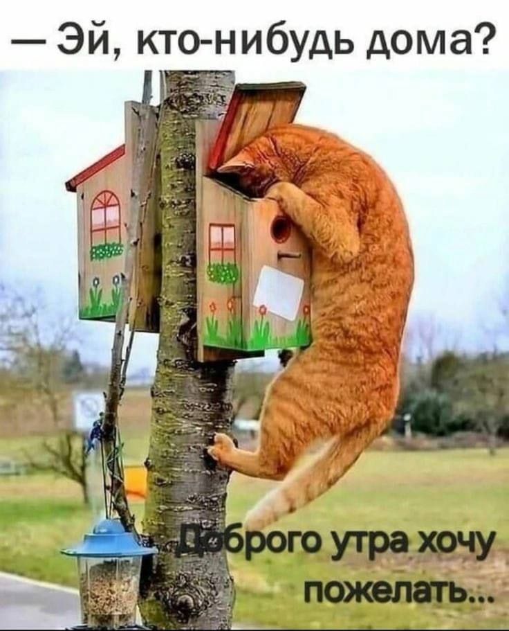 — Эй, кто-нибудь дома? Доброе утра хочу пожелать...