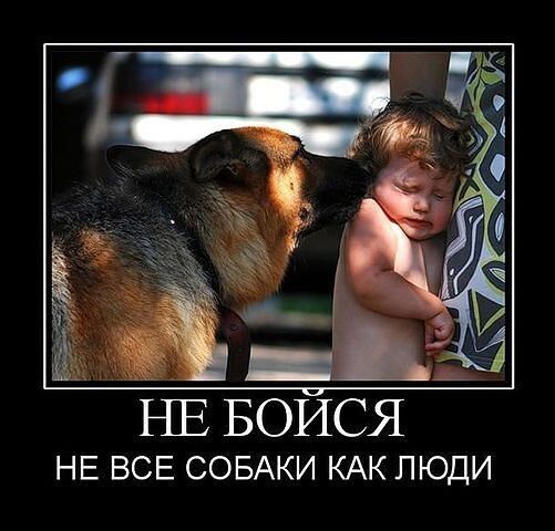 НЕ БОЙСЯ
НЕ ВСЕ СОБАКИ КАК ЛЮДИ