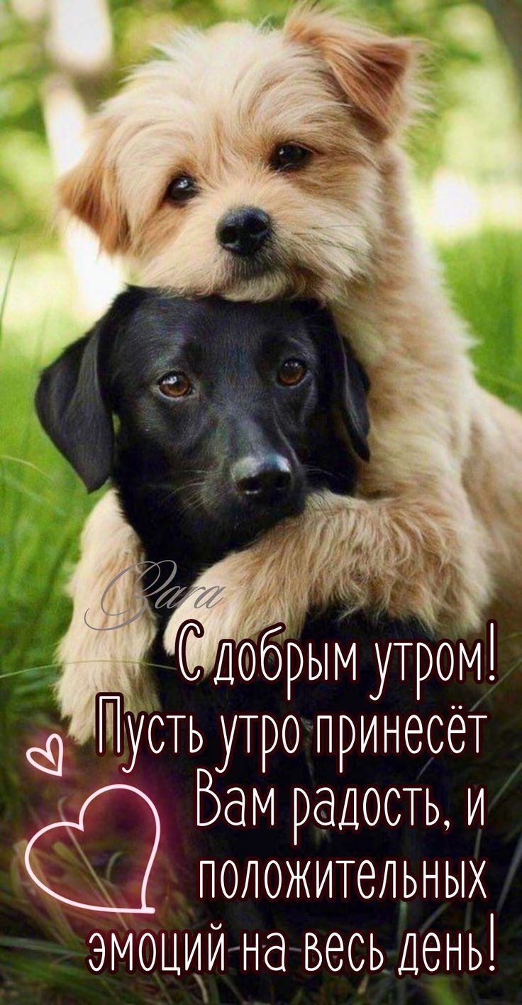 С добрым утром! Пусть утро принесёт Вам радость, и положительных эмоций на весь день!
