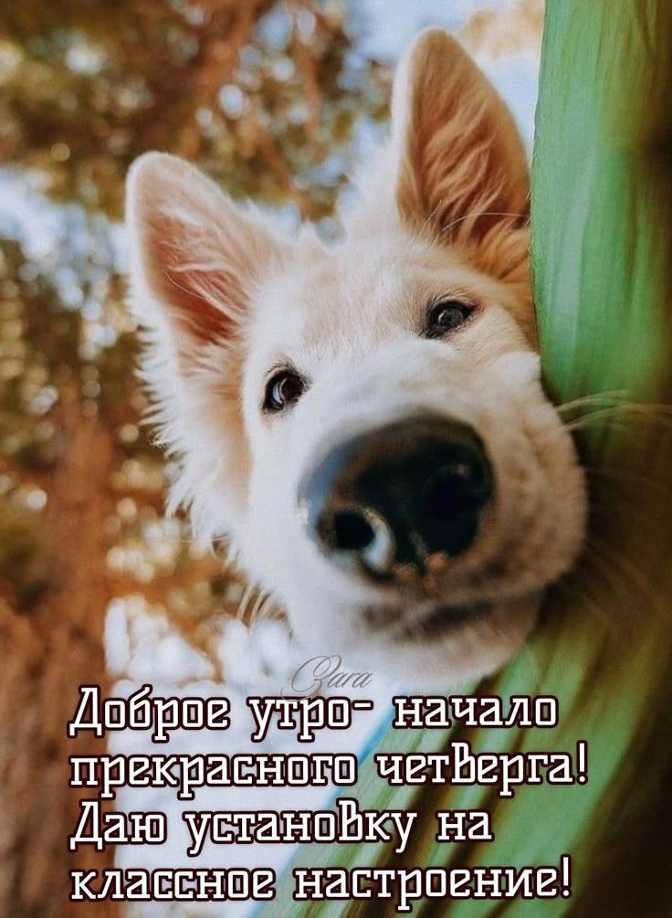 Доброе утро- начало прекрасного четверга! Даю установку на классное настроение!