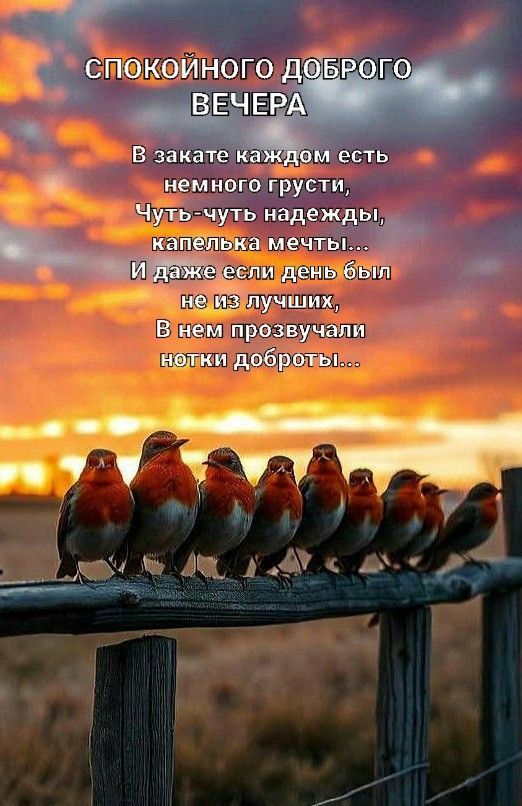 СПОКОЙНОГО ДОБРОГО ВЕЧЕРА
В закате каждом есть немного грусти,
Чуть-чуть надежды, капелька мечты...
И даже если день был не из лучших,
В нем прозвучали нотки доброты...
