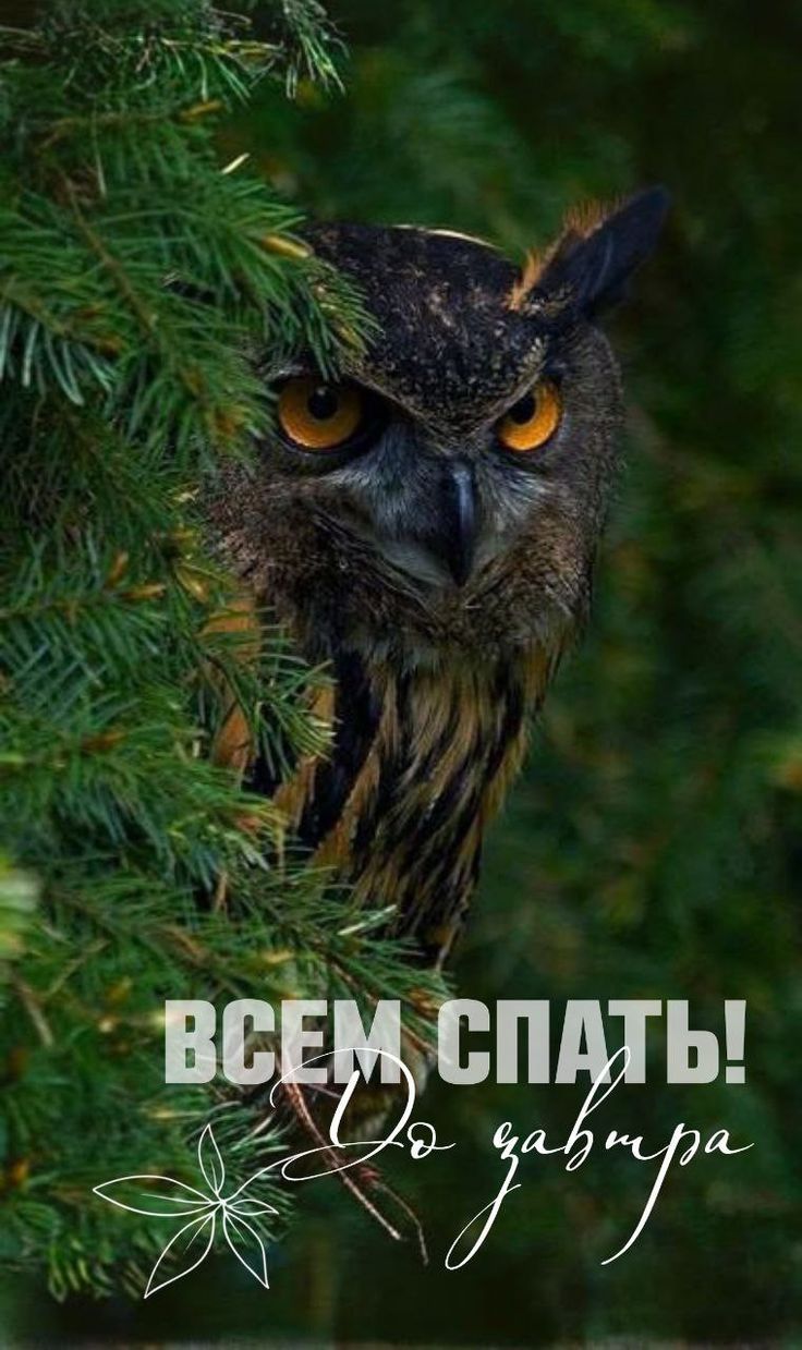 ВСЕМ СПАТЬ! До завтра