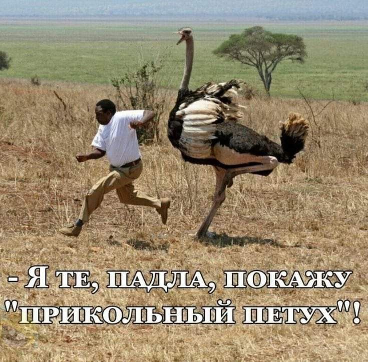 Я те, падла, покажу 