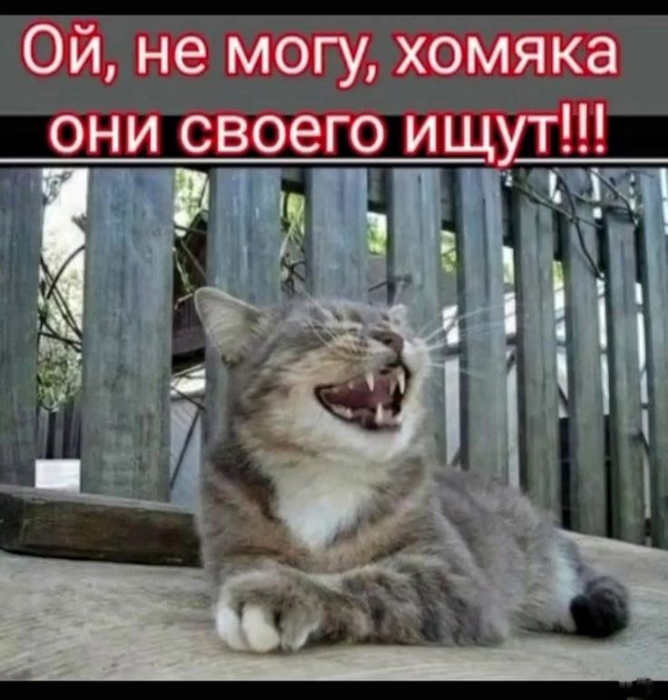 Ой, не могу, хомяка они своего ищут!!!