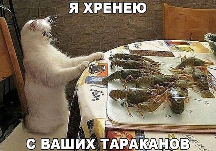 Я ХРЕНЕЮ С ВАШИХ ТАРАКАНОВ