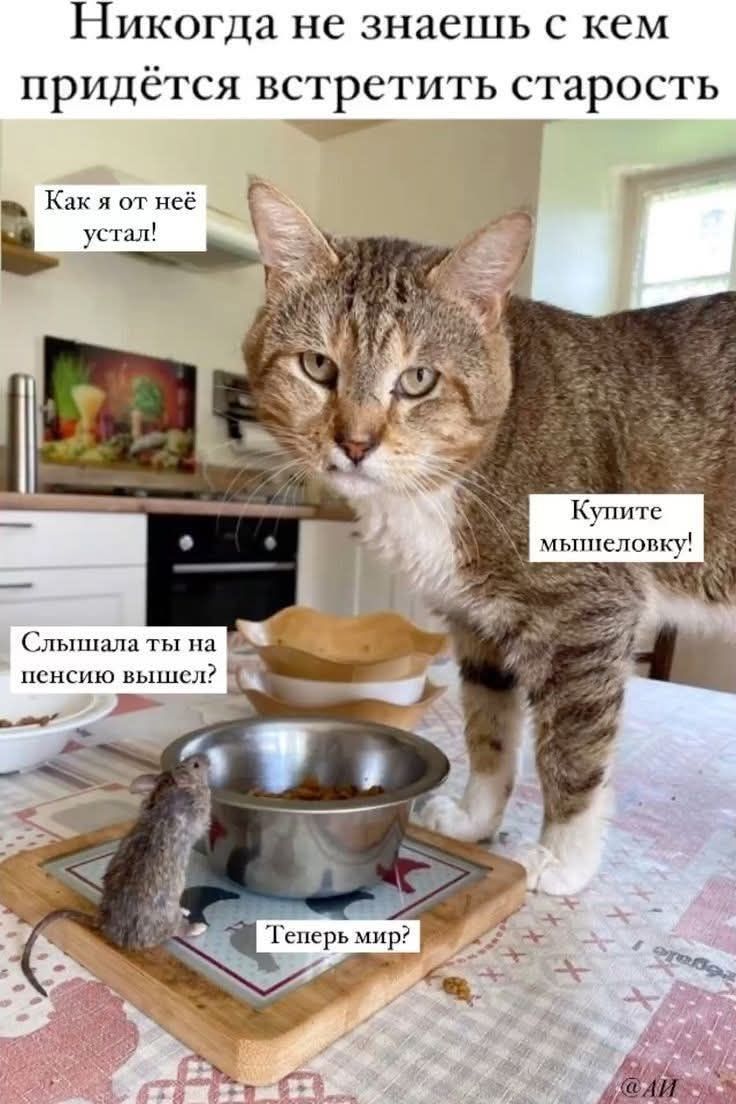 Никогда не знаешь с кем придётся встретить старость
Как я от неё устал!
Купите мышеловку!
Слышала ты на пенсию вышел?
Теперь мир?