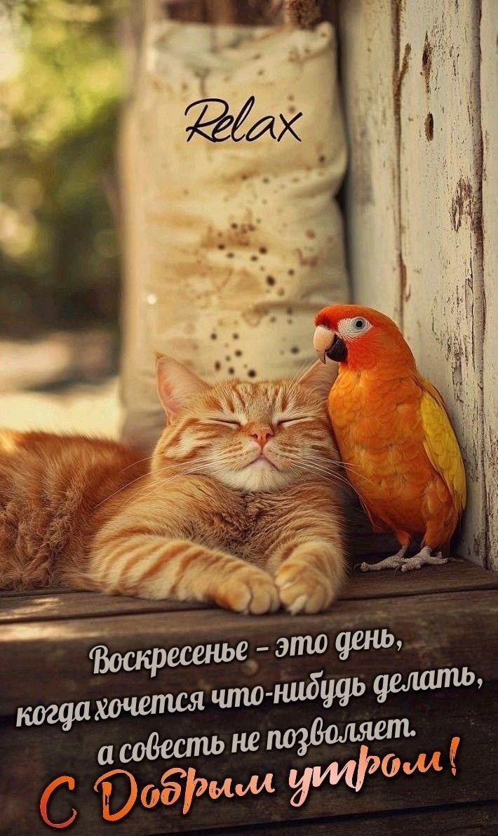 Воскресенье - это день, когда хочется что-нибудь делать, а совесть не позволяет. С Добрым утром!