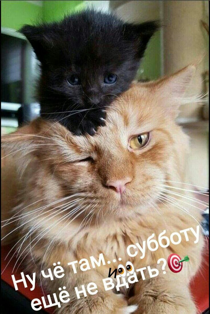 Ну чё там... субботу ещё не вдать?