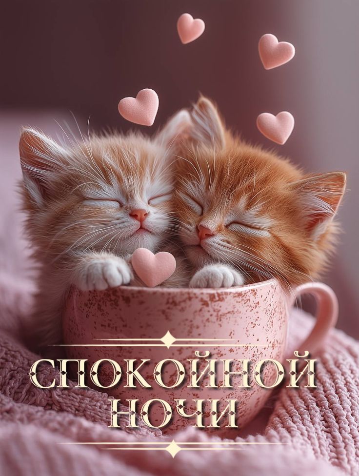 спокойной ночи