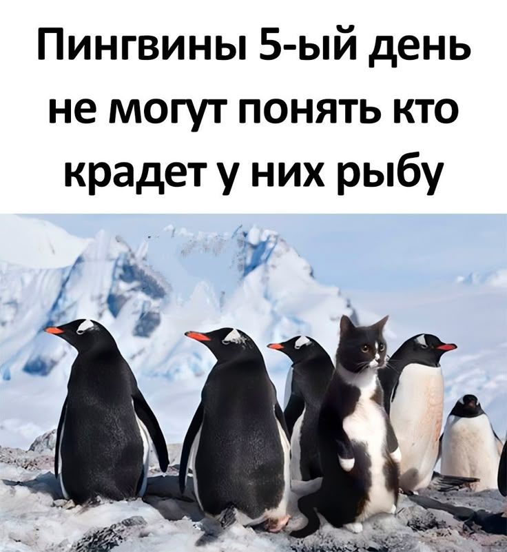 Пингвины 5-ый день не могут понять кто крадет у них рыбу