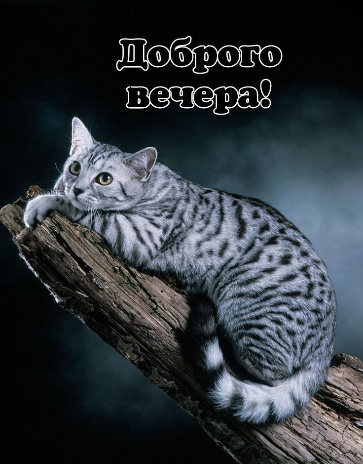 Доброго вечера!