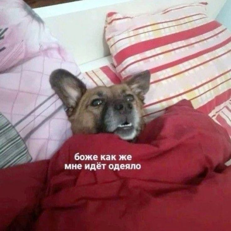 боже как же мне идёт одеяло