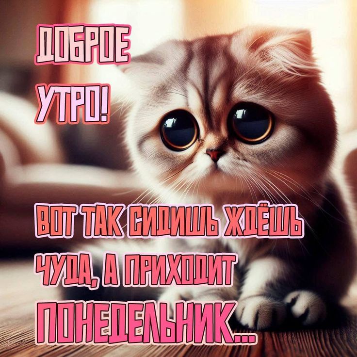 ДОБРОЕ УТРО! ВОТ ТАК СИДИШЬ ХЛЕЩЬ ЧУДА, А ПРИХОДИТ ПОНЕДЕЛЬНИК...