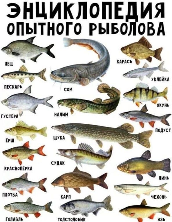ЭНЦИКЛОПЕДИЯ ОПЫТНОГО РЫБОЛОВА
Лещ, Карась, Уклейка, Пескарь, Сом, Густера, Налим, Подуст, Ерш, Краснопёрка, Судак, Щука, Окунь, Линь, Плотва, Карп, Чехонь, Голавль, Товстолобик, Язь.