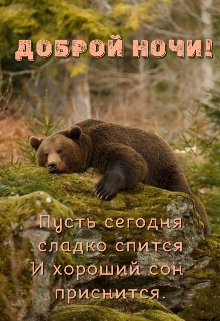ДОБРОЙ НОЧИ! Пусть сегодня сладко спится И хороший сон приснится.