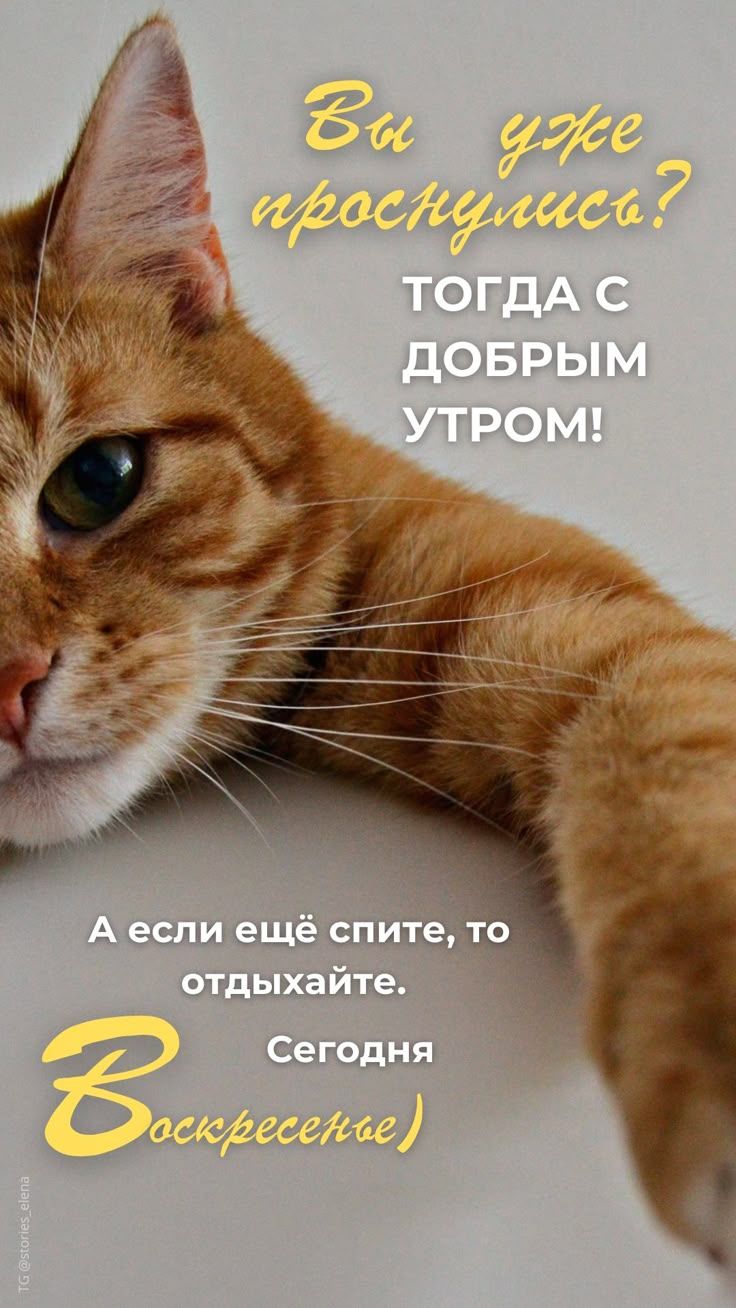 Вы уже проснулись? Тогда с добрым утром! А если ещё спите, то отдыхайте. Сегодня (Воскресенье)