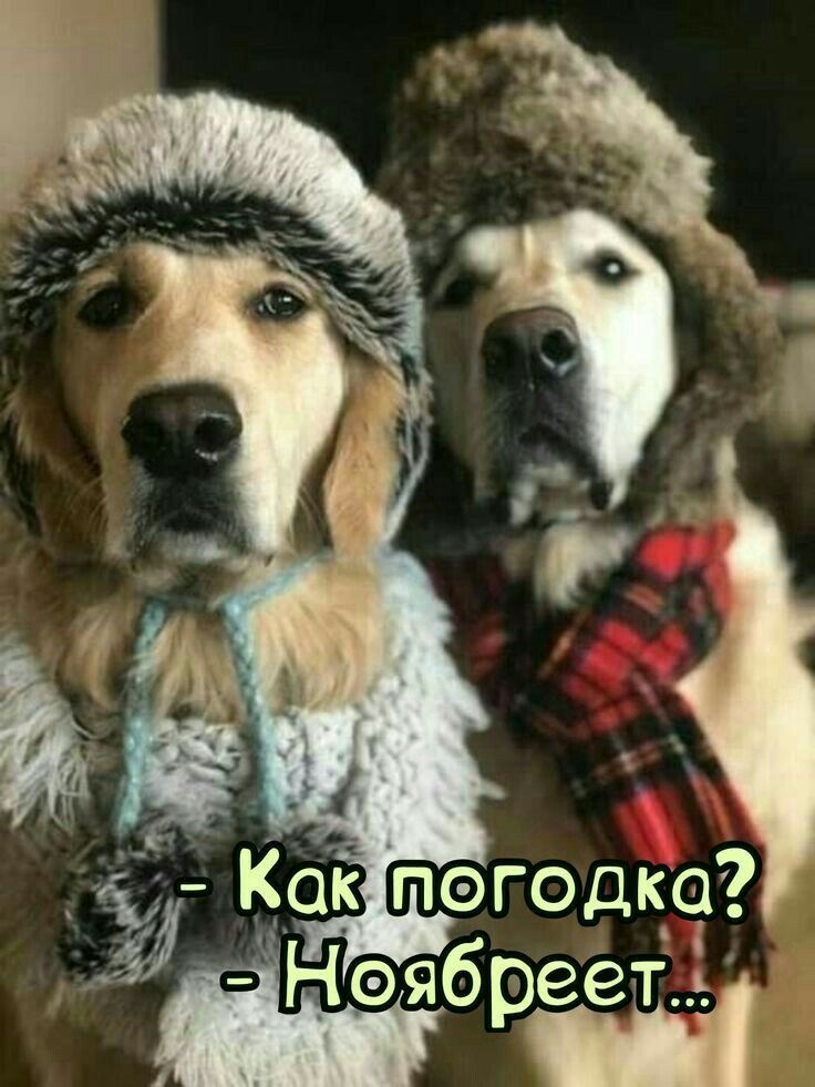 - Как погодка?\n- Ноябребет...