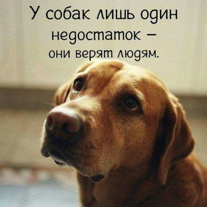 У собак лишь один недостаток — они верят людям.