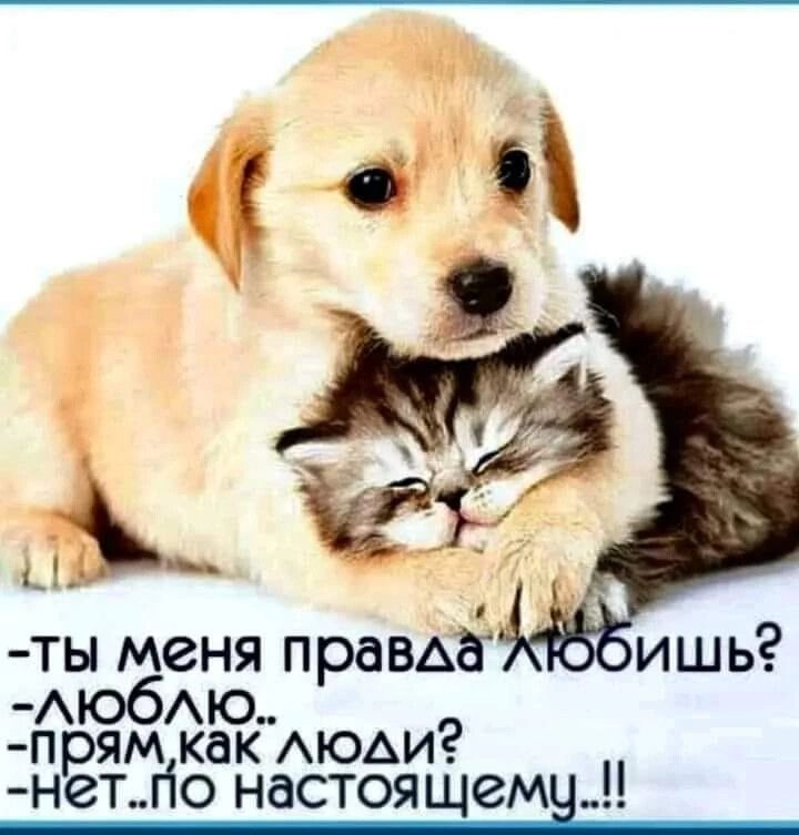 -Ты меня правда любишь? -люблю.. -прям, как люди? -нет... по настоящему...!!