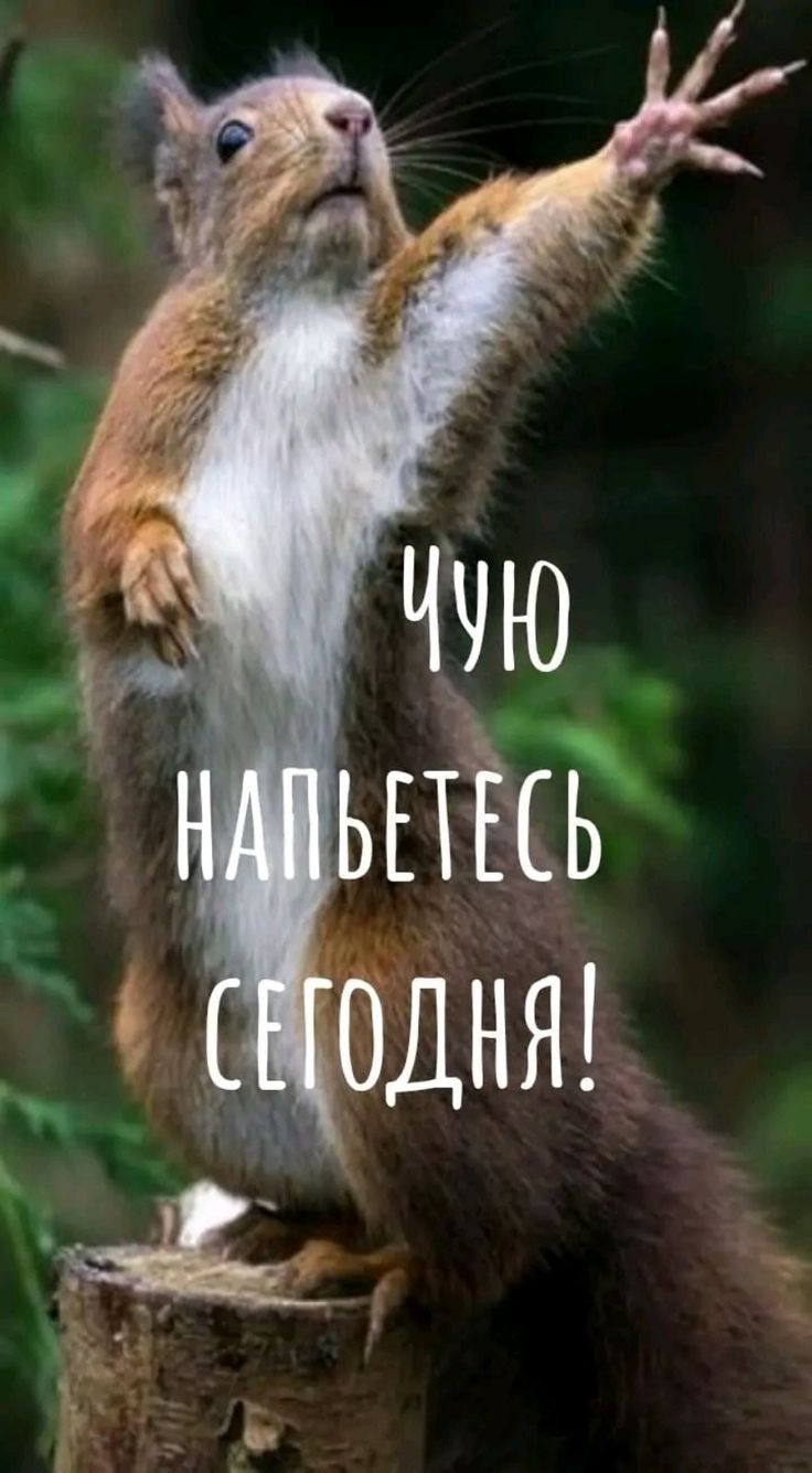 Чую напьетесь сегодня!