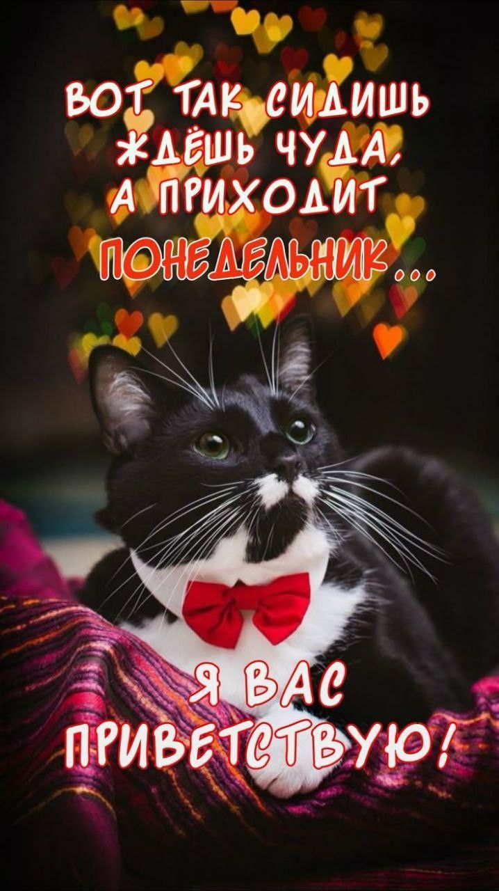 ВОТ ТАК СИДИШЬ ЖДЁШ ЧУДА, А ПРИХОДИТ ПОНЕДЕЛЬНИК... Я ВАС ПРИВЕТСТВУЮ!