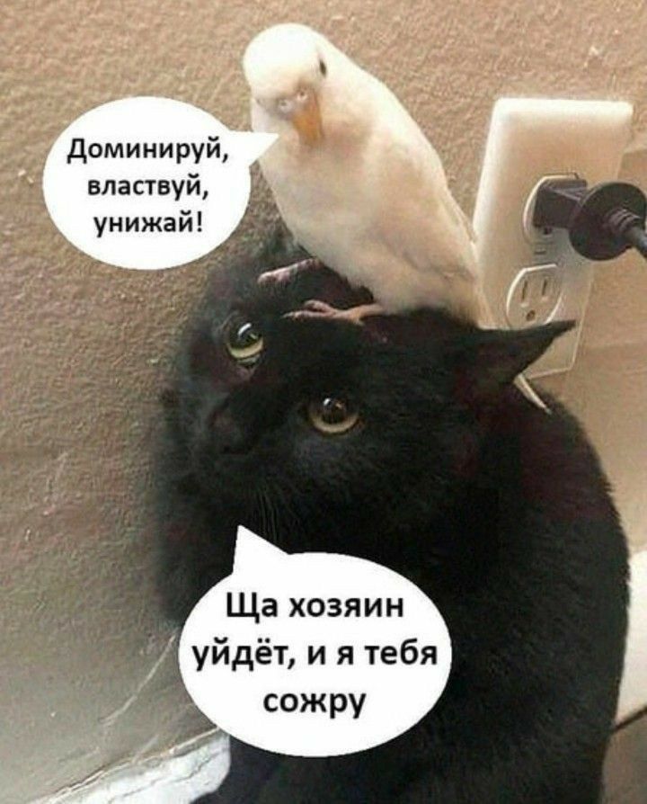 Доминируй, властуй, унижай! Ща хозяин уйдёт, и я тебя сожру