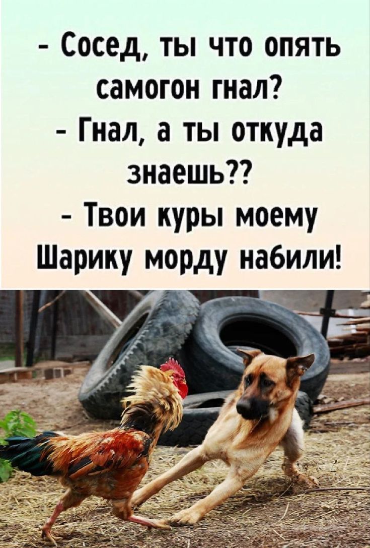 - Сосед, ты что опять самогон гнал?
- Гнал, а ты откуда знаешь??
- Твои куры моему Шарику морду набили!