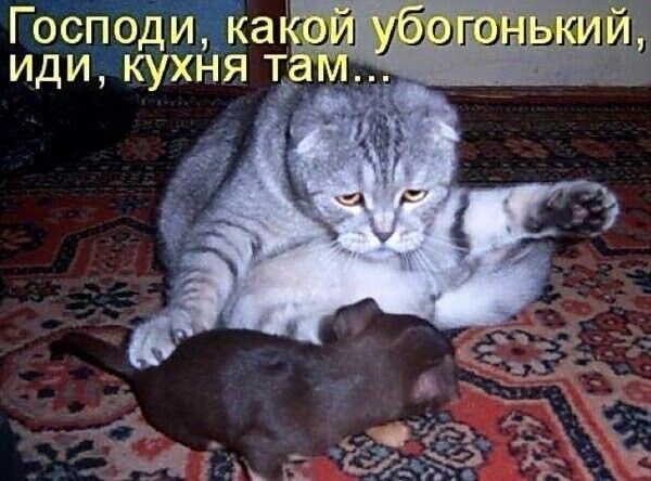 Господи, какой убогонький, иди, кухня Там...