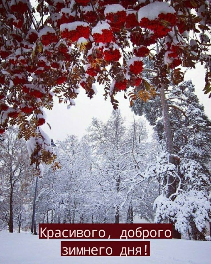 Красивого, доброго зимнего дня!