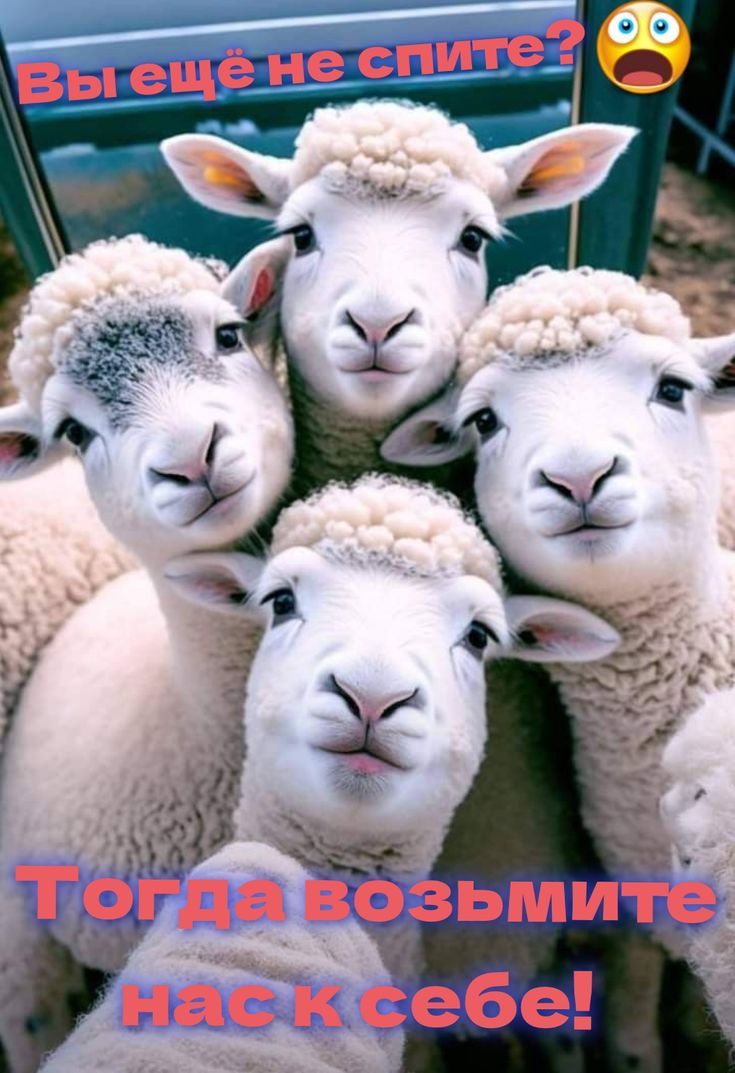 Вы ещё не спите? Тогда возьмите нас к себе!