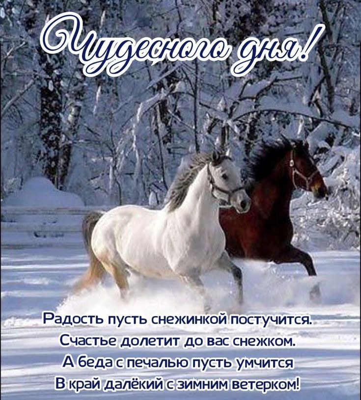 Чудесного дня! Радость пусть снежинкой поскучится. Счастье долетит до вас снежком. А беда с печалью пусть умчится В край далёкий с зимним ветерком!