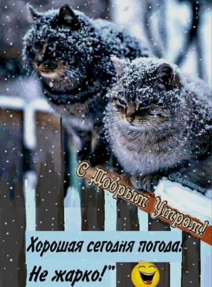 С Добрым Утром! Хорошая сегодня погода! Не жарко!